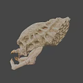 Detailed 3D Monster Skull Model With Sharp Fangs And Bone Texture