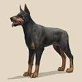 Doberman Pinscher Standing Alert In Profile With Black And Tan Coat Ears Perked