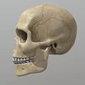 Detailed Handcrafted Human Skull Sculpture With Realistic Facial Features And Texture