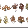 Vibrant Autumn Deciduous Trees with Red Yellow Orange Leaves and Diverse Shapes