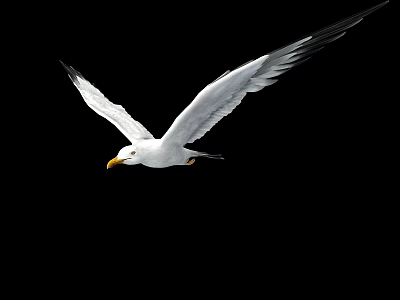 modern seagull 3d model