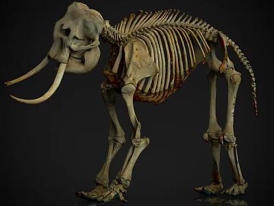 Complete Mammoth Skeleton Display With Long Tusks And Detailed Bone Structure 3d model