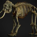 Complete Mammoth Skeleton Display With Long Tusks And Detailed Bone Structure