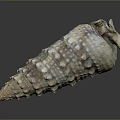 Intricate Spiral Shell Sculpture Carving With Textured Surface And Natural Color Patterns