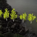 Tree White Birch Combination Plant Forest Scene Arbor 3d model