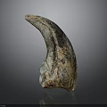 Prehistoric Creature Fossil Specimen With Textured Surface And Curved Shape