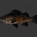 Realistic Fish with Large Blue Eyes Open Mouth and Spiky Dorsal Fin