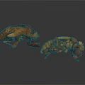 Two Brown Cicada Exuvia Display Detailed Insect Exoskeleton Characteristics In Natural View