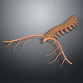 Brown Segmented Body Creature With Long Appendages 3D Model Scientific Illustration on Gray Background 3d model