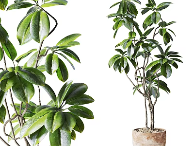 Potted Bonsai Plant With Lush Green Broad Leaves And Multiple Branches In Natural Terracotta Pot 3d model