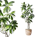 Potted Bonsai Plant With Lush Green Broad Leaves And Multiple Branches In Natural Terracotta Pot