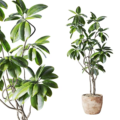 Potted Bonsai Plant With Lush Green Broad Leaves And Multiple Branches In Natural Terracotta Pot 3d model
