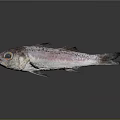 Whole Fresh Fish With Pink White Body Black Spots Blue Eyes Shiny Surface