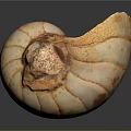 Nautilus Shell Displaying Orange White Stripes Spiral Shape Smooth Surface And Irregular Edge 3d model