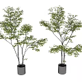 Two Bonsai Potted Plants with Lush Green Leaves in White Ceramic Pots and Slender Trunks