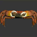 Red Crab With Large Claws And Detailed Legs In Close Up View