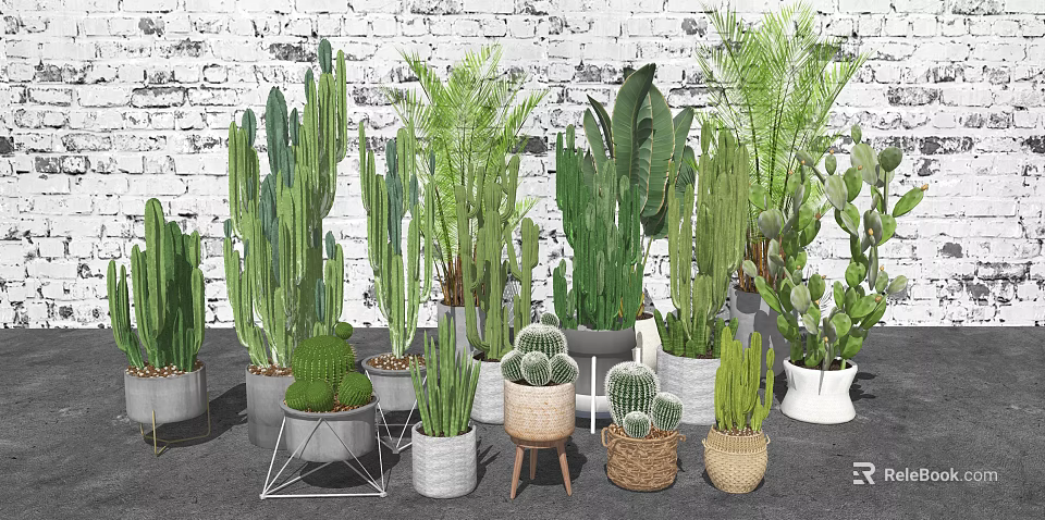 Variety of Indoor Potted Plants with Cactus Succulents and Decorative Planters Against White Brick Wall 3d model 
