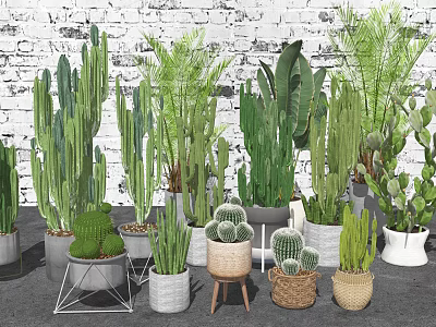 Variety of Indoor Potted Plants with Cactus Succulents and Decorative Planters Against White Brick Wall 3d model
