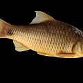 Aquatic Animal Fish Featuring Golden Scales Fins And Tail Isolated On Black Background
