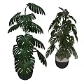 Monstera Potted Plants with Large Green Leaves in White and Black Pots