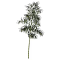 Bamboo 3d model