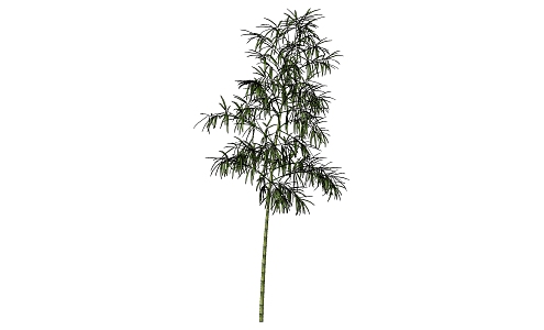 Bamboo 3d model