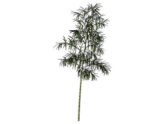 Bamboo 3d model