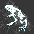 Detailed Aquatic Animal Frog Skeleton With Visible Bones And Limb Structure