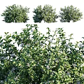Lush Green Garden Shrubs With Dense Foliage And Purple Flowers