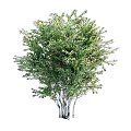 Different Types of Garden Shrubs with Lush Green Leaves and Pink Flowers
