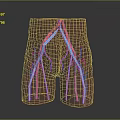 3D Model Of Human Lower Limb Vascular Organ System Showing Arteries And Veins Distribution