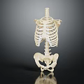 Anatomical Human Skeleton Organ Structure Displaying Torso Spine Ribs And Pelvis Model