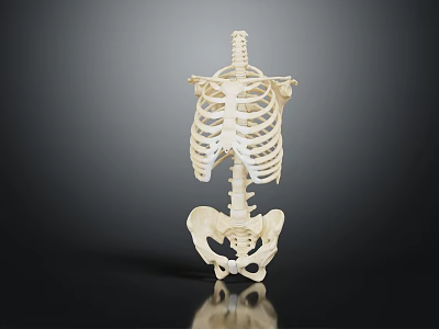 Anatomical Human Skeleton Organ Structure Displaying Torso Spine Ribs And Pelvis Model 3d model