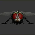 Close up View of Fly with Red Eyes Green Body and Transparent Wings