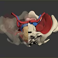 Medical Device Spinal Anatomical Model With Colored Nerves Vessels And Bones For Medical Education