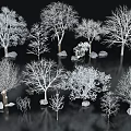 Multiple Deciduous Trees with Bare Branches Stones and Reflections on Black Background