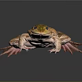 Frog with green brown spotted skin large eyes webbed feet on dark reflective surface