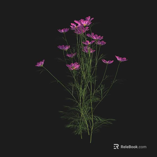 Purple Cosmos Flowers With Delicate Petals And Green Fern Like Leaves On Black Background 3d model 