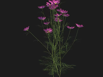 Purple Cosmos Flowers With Delicate Petals And Green Fern Like Leaves On Black Background 3d model