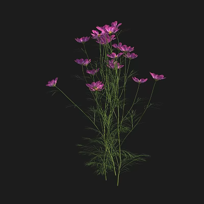 Modern Persian Chrysanthemum Autumn Ying Great Persian Chrysanthemum Autumn Sakura 3d model