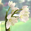Transparent Glass Vase With White Flowers And Small Clear Containers On Table
