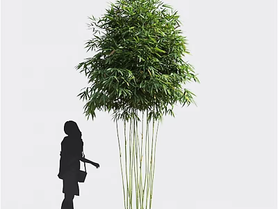 Tall Lush Green Bamboo Plant With Human Silhouette Standing Beside It 3d model