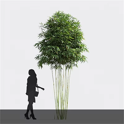 Tall Lush Green Bamboo Plant With Human Silhouette Standing Beside It 3d model