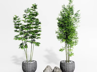 Two Bamboo Bonsai Plants in Gray Pots With Decorative Stones 3d model