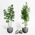 Two Bamboo Bonsai Plants in Gray Pots With Decorative Stones