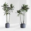 Indoor Bonsai Plants With Green Foliage Tall Stems In Gray Pots And Minimalist White Background