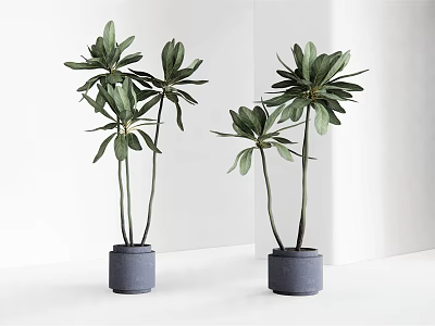 Indoor Bonsai Plants With Green Foliage Tall Stems In Gray Pots And Minimalist White Background 3d model