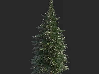 Tall Evergreen Arbor With Dense Foliage Isolated On Black Background 3d model