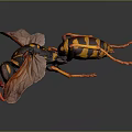 Wasp With Yellow And Black Striped Body Red Legs And Transparent Wings On Dark Background