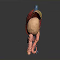 3D Rendered Human Organs Anatomical Model Showing Liver Stomach Intestines Structure And Vascular System